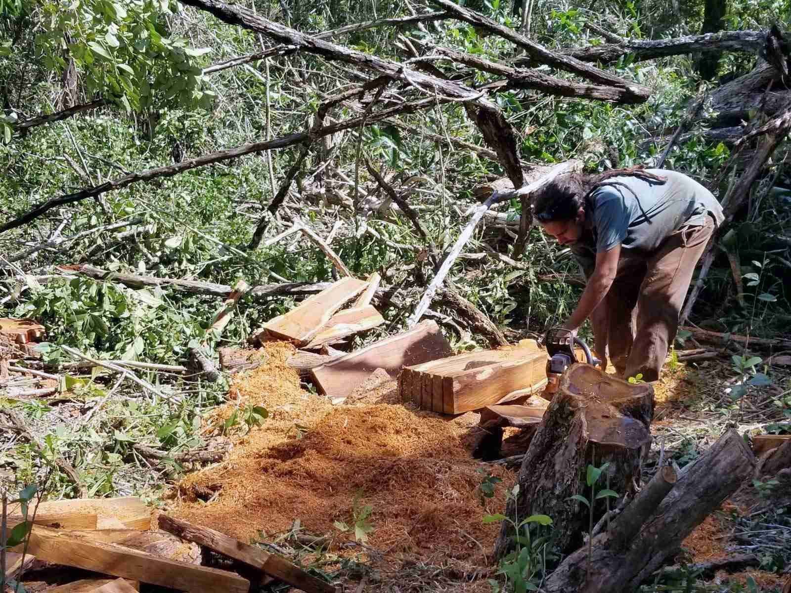 Chris Salas cutting a naturally fallen logwood tree into workable timber