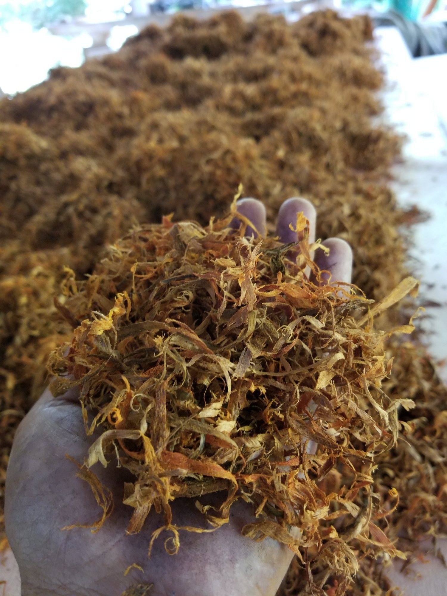 Handful of shredded logwood heartwood fibre