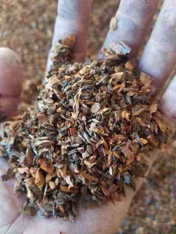 Handful of coarse-cut logwood heartwood chips