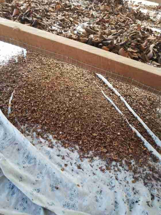 Logwood chippings spread on screens to air-dry