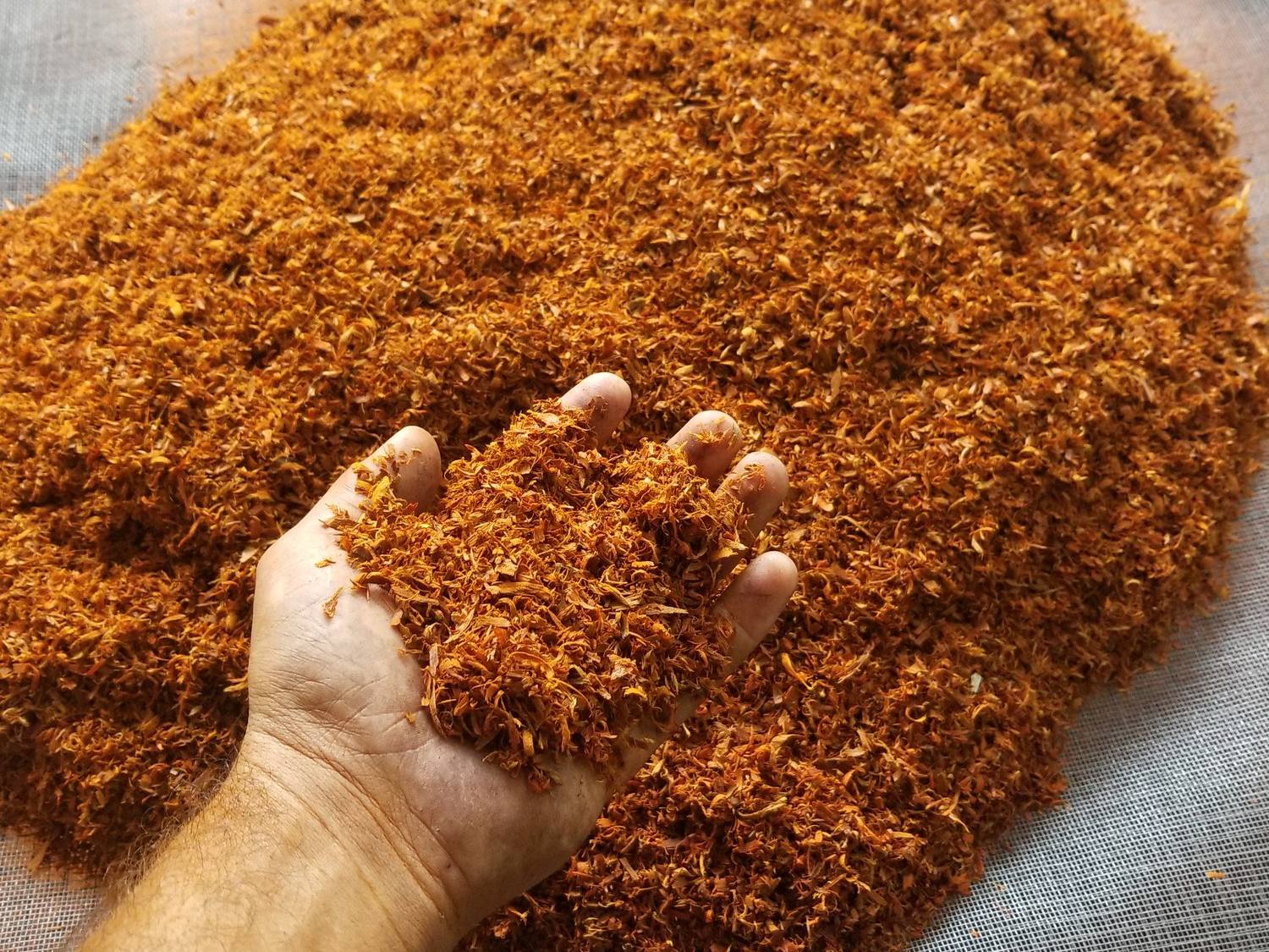 Hand holding freshly milled orange-red logwood heartwood chippings