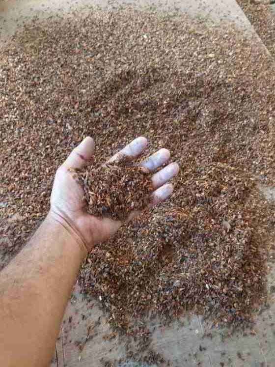 Hand resting in a bed of fine-milled logwood dye chippings
