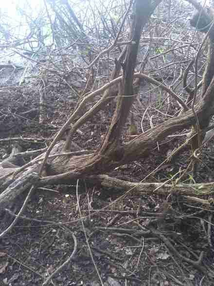 Chris Salas harvesting logwood branches in the Belize River Valley