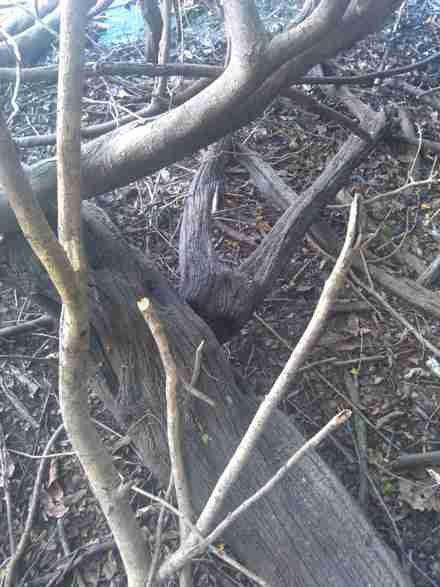 Selectively pruned logwood limbs beside the Belize River