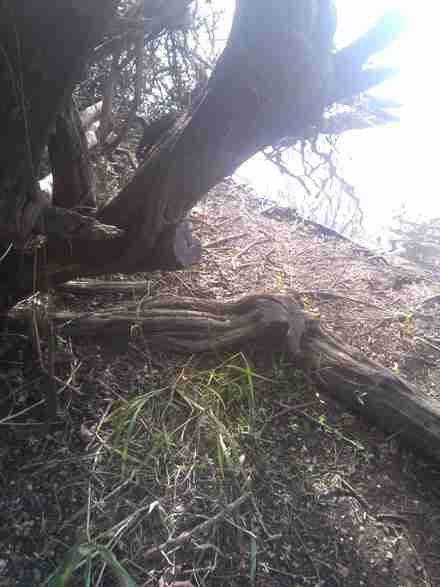 Naturally cured logwood timber ready for the workshop